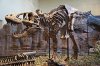 250px-Tyrannosaurus_Rex_Holotype.jpg