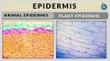 Epidermis-definition-768x432.jpg
