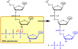 640px-DNA_synthesis_EN.png