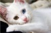 457156-cats-cute-white-cat.jpg
