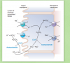 carbonic anhydase2.PNG