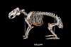 220px-Capybara_skeleton.jpg